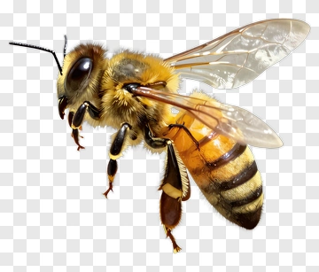 Close-up Of A Bee In Flight PNG