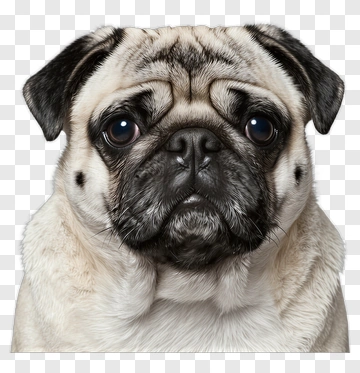 Pug Dog Portrait PNG