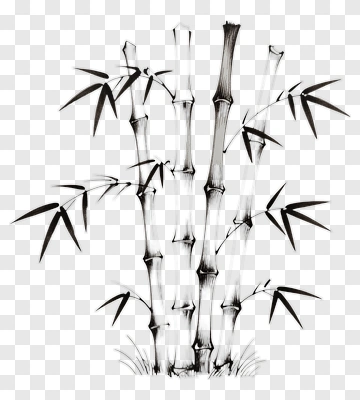 Hand Drawn Bamboo Plant PNG