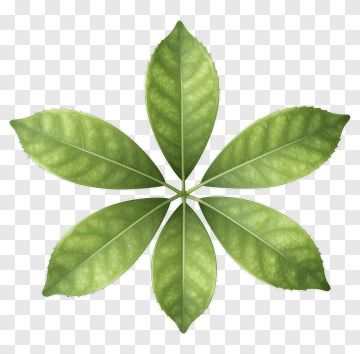 Five-leaf Plant PNG