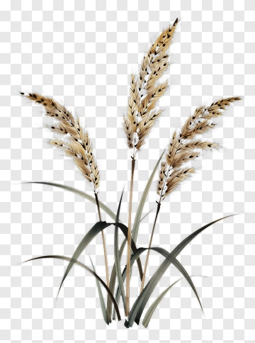 Grass With Seed Heads PNG