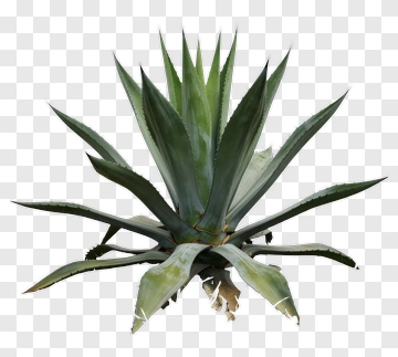 Agave Plant In Grass PNG