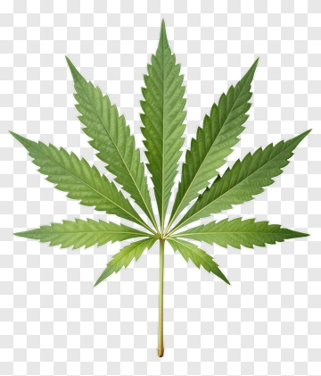 Marijuana Leaf PNG