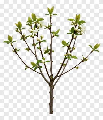Tree With White Flowers And Green Leaves PNG