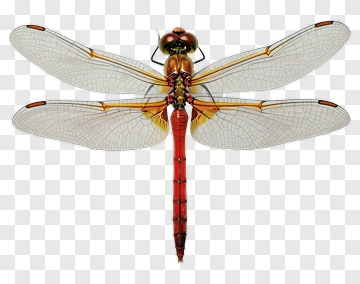 Red Dragonfly PNG