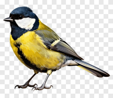 Yellow And Blue Bird PNG