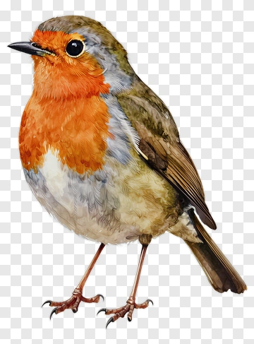 Watercolor Robin Bird PNG