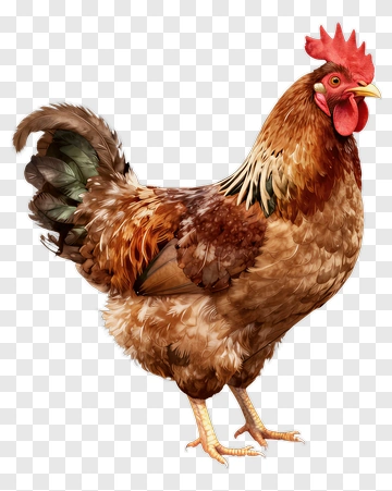 Rooster Standing On Grass PNG