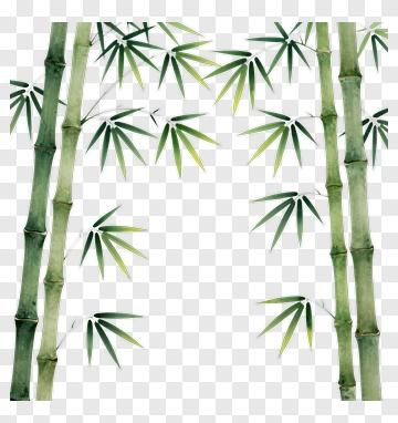 Bamboo Stalks And Leaves PNG