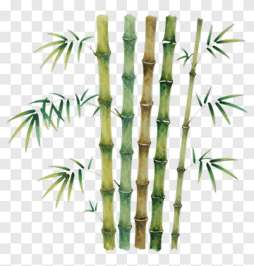 Bamboo PNG