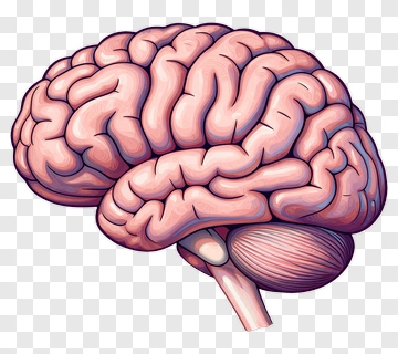 Human Brain Illustration PNG