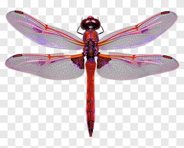 Red Dragonfly With Purple Wings PNG