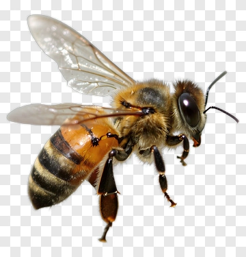 Honeybee In Flight PNG