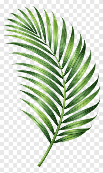 Palm Leaf PNG