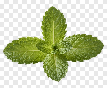 Fresh Mint Leaf PNG