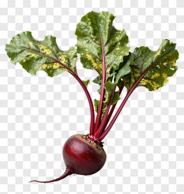 Fresh Beetroot With Leaves PNG