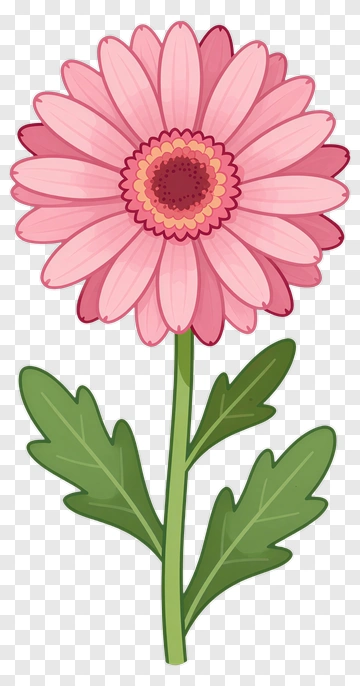 Pink Gerbera Flower With Green Leaves PNG