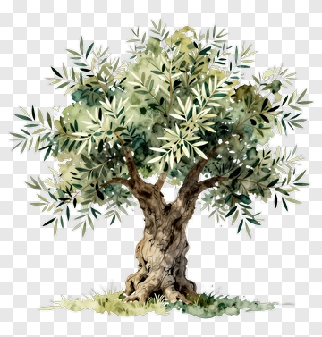 Olive Tree Watercolor Illustration PNG