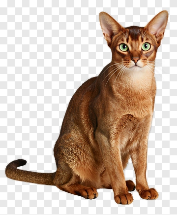 Abyssinian Cat With Striking Green Eyes PNG