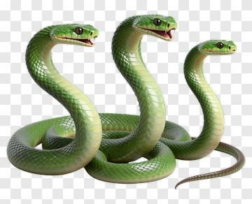 Three Green Snakes PNG