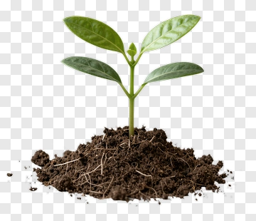 Young Plant Growing From Soil PNG