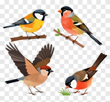 Four Colorful Birds In Nature PNG