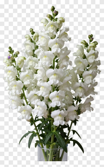 White Snapdragon Flower Bouquet PNG
