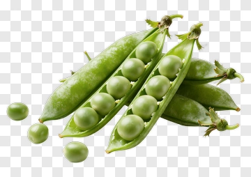 Fresh Green Pea Pods PNG