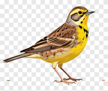 Yellow-breasted Bird Standing On Grass PNG
