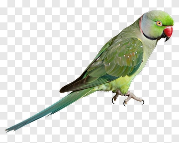 Green Parrot With Red Beak PNG