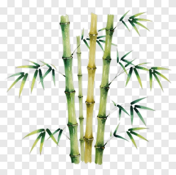 Watercolor Bamboo PNG
