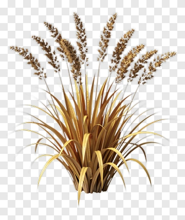 Golden Grass Plant PNG