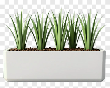Potted Grass Plant PNG