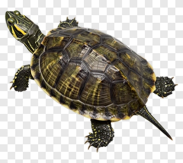 Turtle With Green And Yellow Markings PNG
