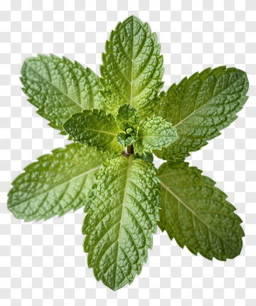 Mint Leaf PNG