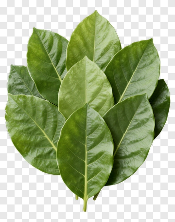 Fresh Green Leaves PNG