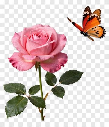 Pink Rose With Orange Butterfly PNG