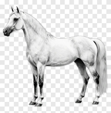 White Horse Standing Profile PNG