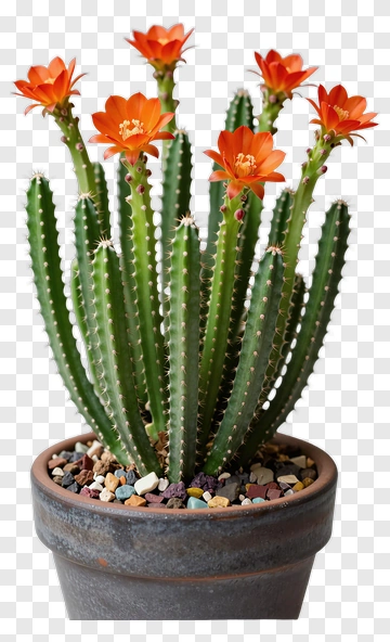 Cactus With Orange Flowers In Pot PNG