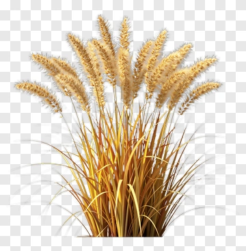 Feather Grass Plant PNG
