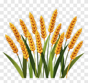 Golden Wheat Ears PNG