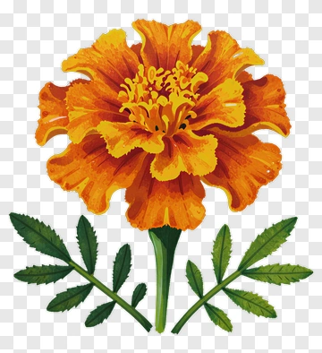 Marigold Flower Illustration PNG