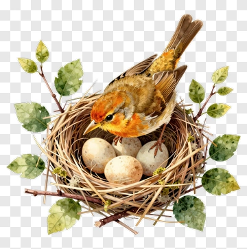 Bird In Nest With Eggs PNG