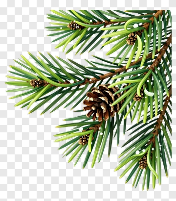 Pine Branch With Pine Cones PNG
