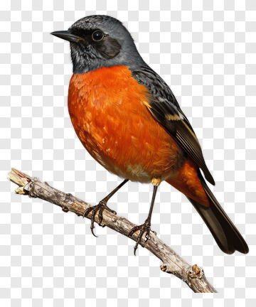 Red-breasted Bird Perched On Branch PNG