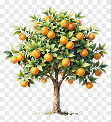 Orange Tree With Fruits And Leaves PNG