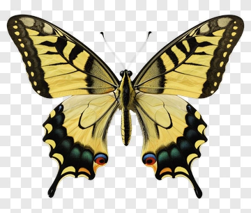 Yellow And Black Butterfly With Eye Spots PNG