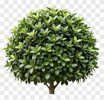 Topiary Tree With Dense Foliage PNG