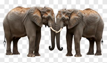 Two Elephants Standing Together PNG