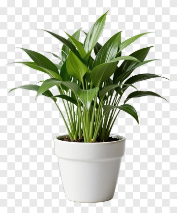 Green Plant In White Pot PNG